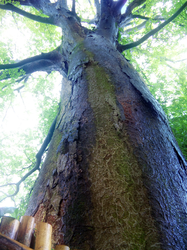 薪用ケヤキ原木を見つけてしまった 色々やって半世紀 反省期